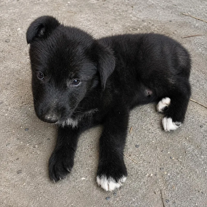 A baby medium-sized male Black Labrador Retriever dog named Alvin for adoption in Hillsborough, NJ