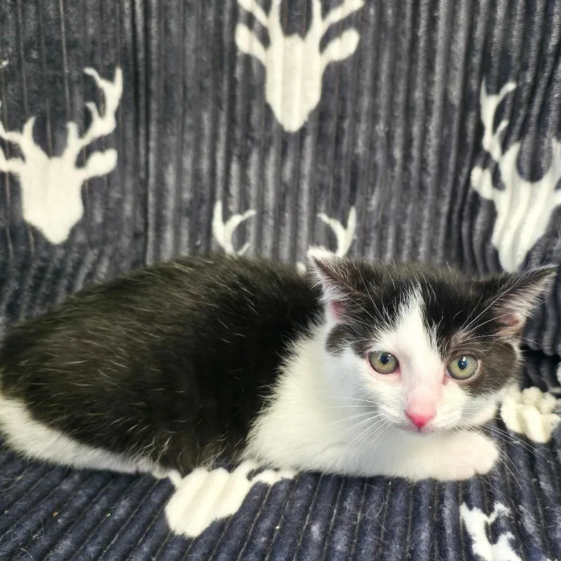 A baby small-sized female Black Domestic Short Hair cat named Bray for adoption in Mount Juliet, TN
