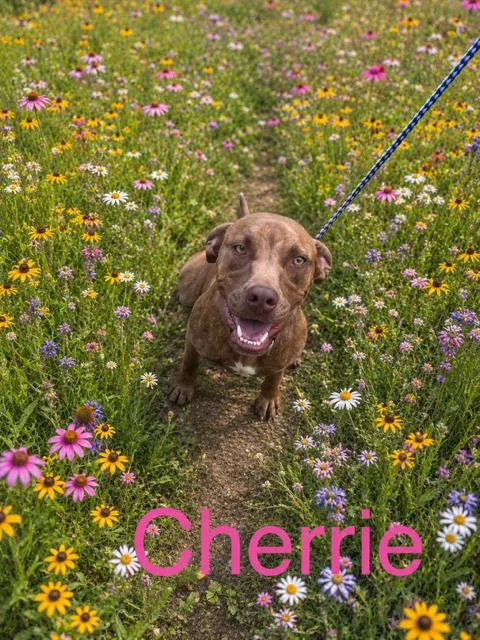 A young medium-sized female Pit Bull Terrier dog named Cherrie for adoption in Zimmerman, MN