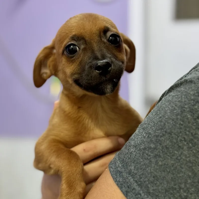 A baby small-sized female Red / Chestnut / Orange Chihuahua dog named Ivy for adoption in Fresno, CA