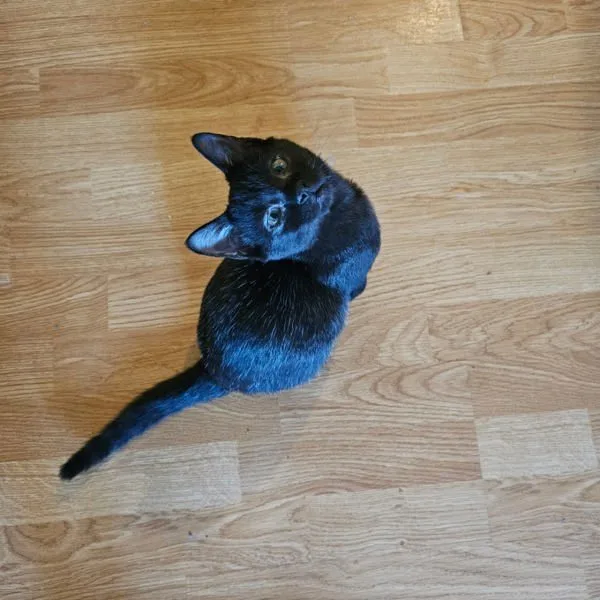A young medium-sized male Domestic Short Hair cat named Haunter for adoption in Bonsall, CA
