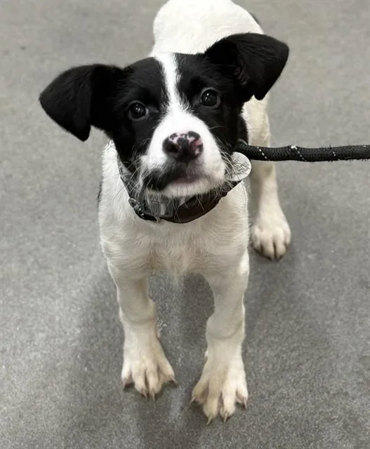 Otis