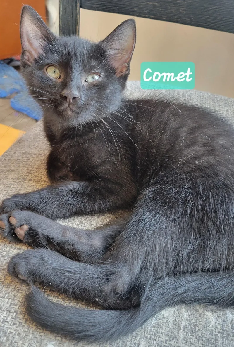 A baby small-sized male Black Domestic Short Hair cat named Comet for adoption in Indianapolis, IN