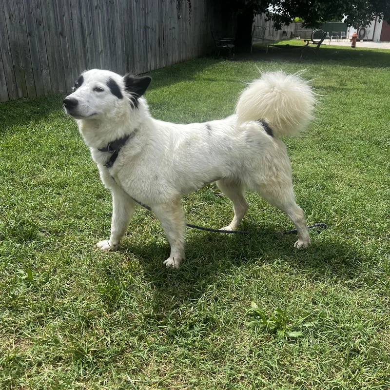 A young medium-sized female Border Collie dog named Peppy for adoption in Lexington, KY