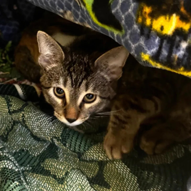 A baby small-sized male Brown / Chocolate Domestic Short Hair cat named Johnny Cash for adoption in Wheeling, IL