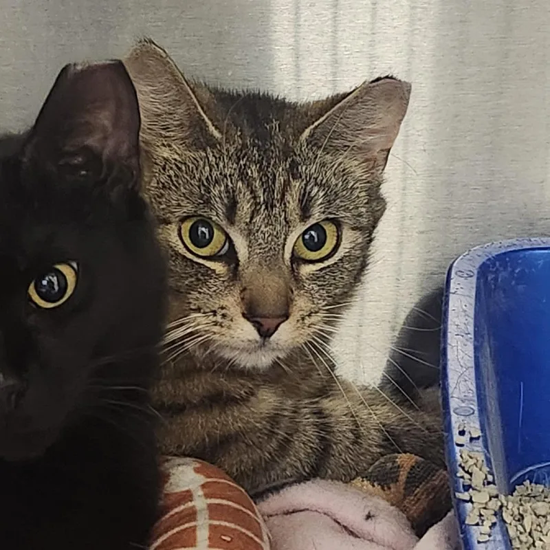 A young medium-sized female Brown / Chocolate Domestic Short Hair cat named Emily for adoption in Columbia Station, OH