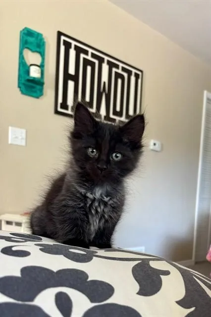 A baby small-sized male Domestic Long Hair cat named Dusty for adoption in Colorado Springs, CO