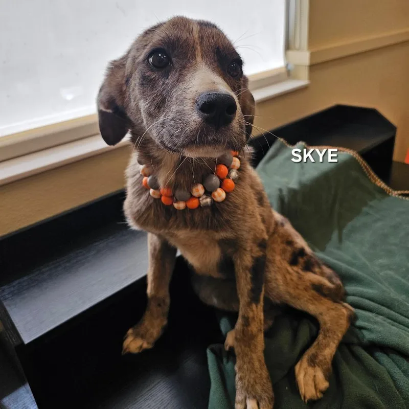 A baby medium-sized female Brown / Chocolate Catahoula Leopard Dog dog named Skye for adoption in Madisonville, TN