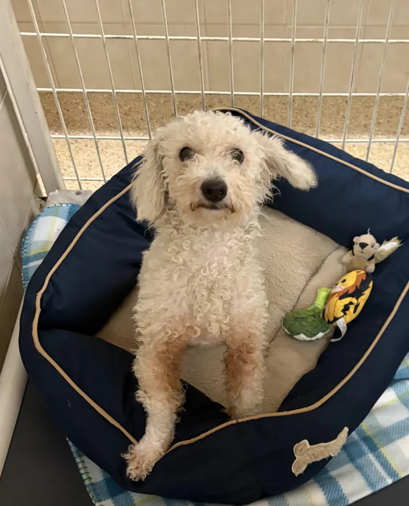 An adult small-sized female Poodle dog named Bonny for adoption in Kerrville, TX