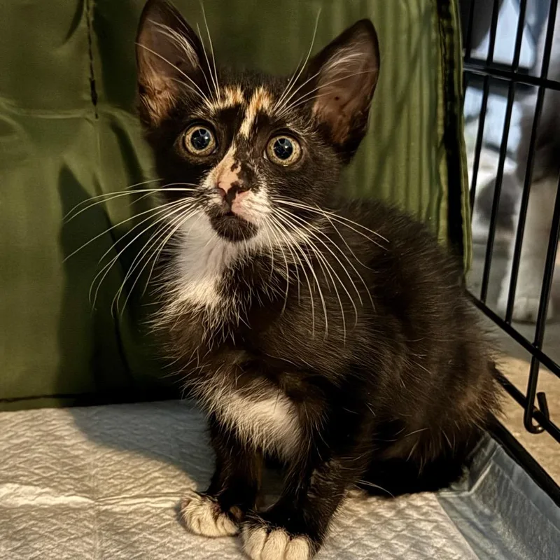 A baby small-sized female Black Domestic Short Hair cat named Rowena for adoption in Titusville, FL