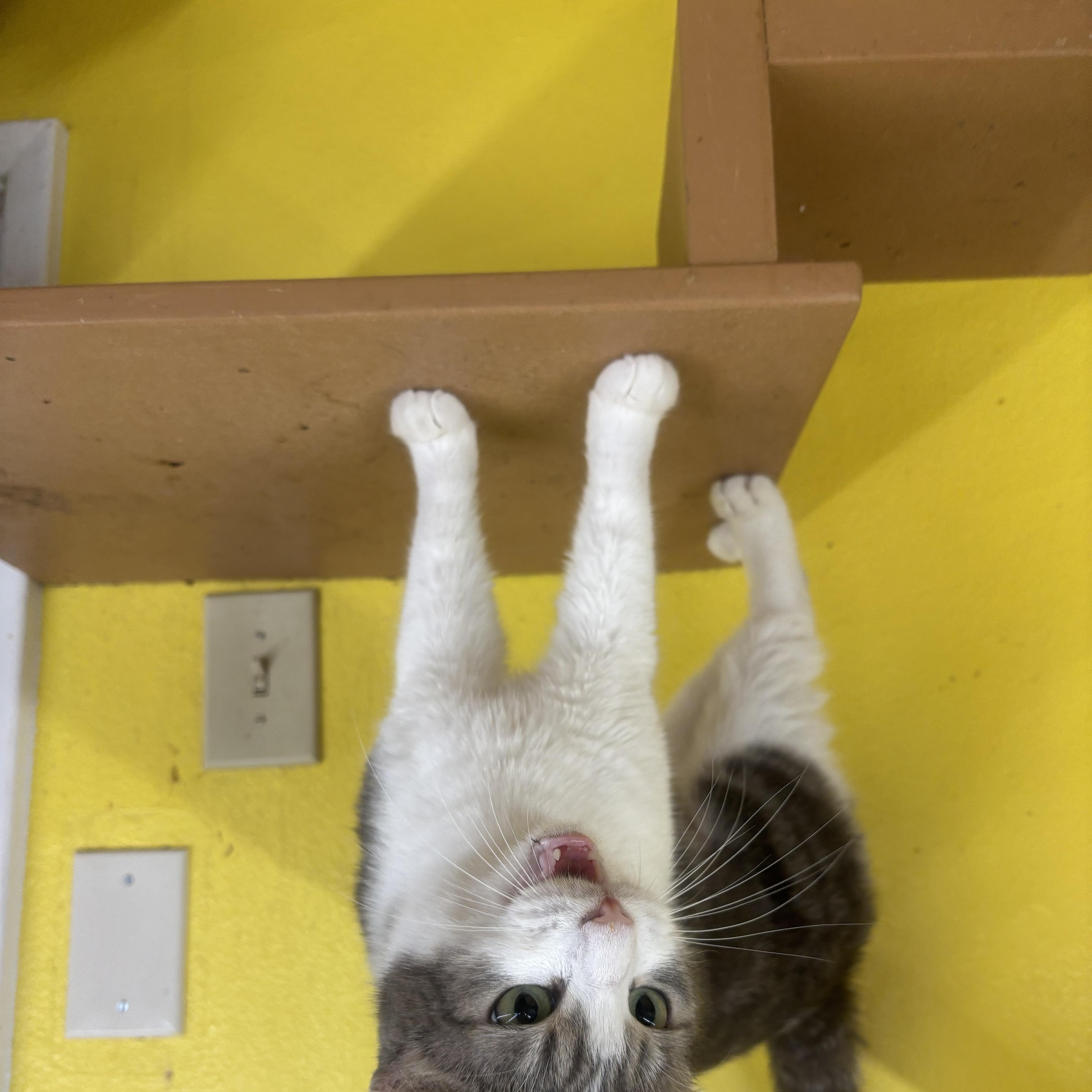 Rosie