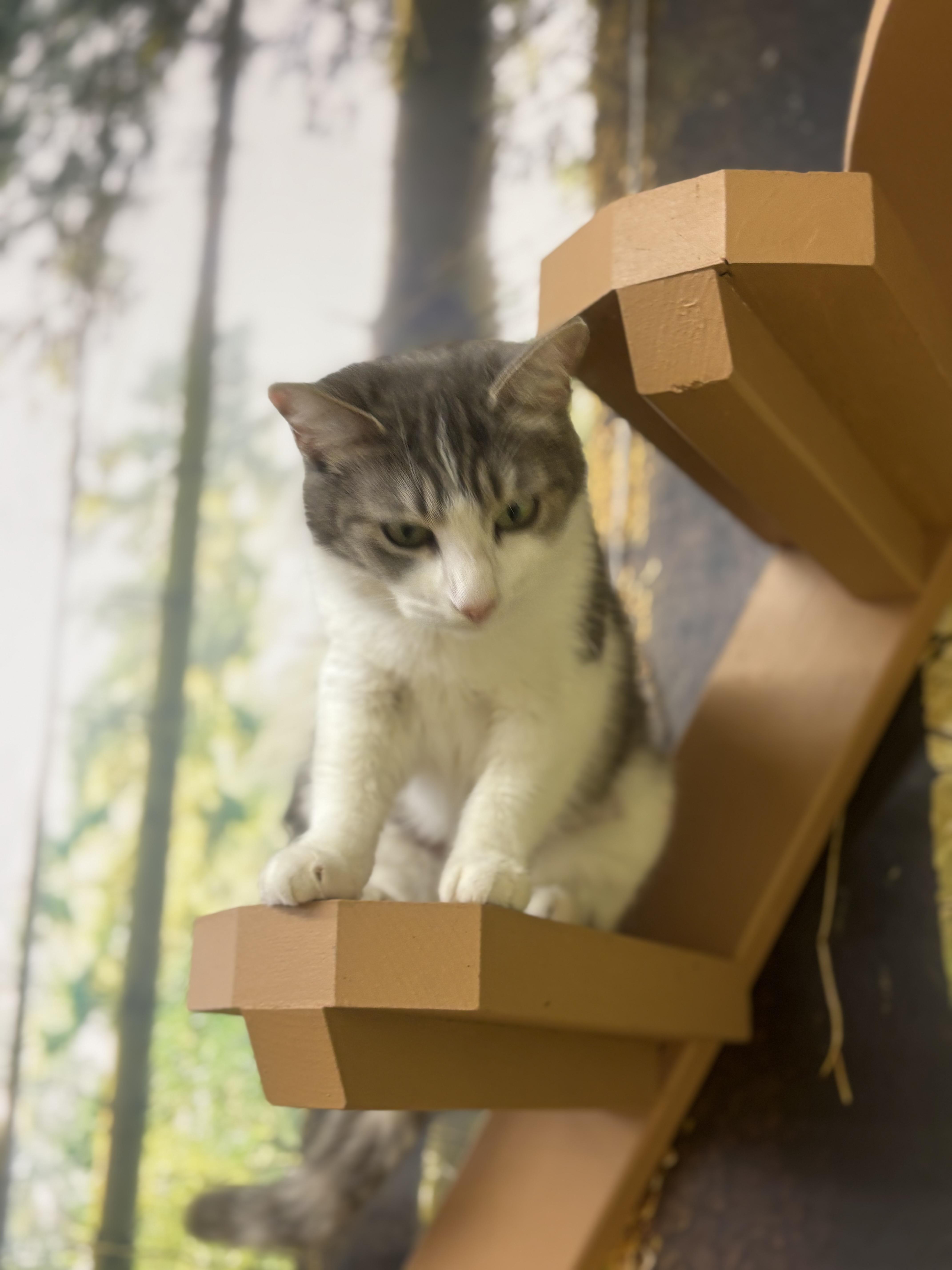 Rosie thumbnail 3