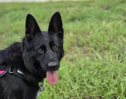 An adult medium-sized female German Shepherd Dog dog named Valhalla for adoption in Key West, FL
