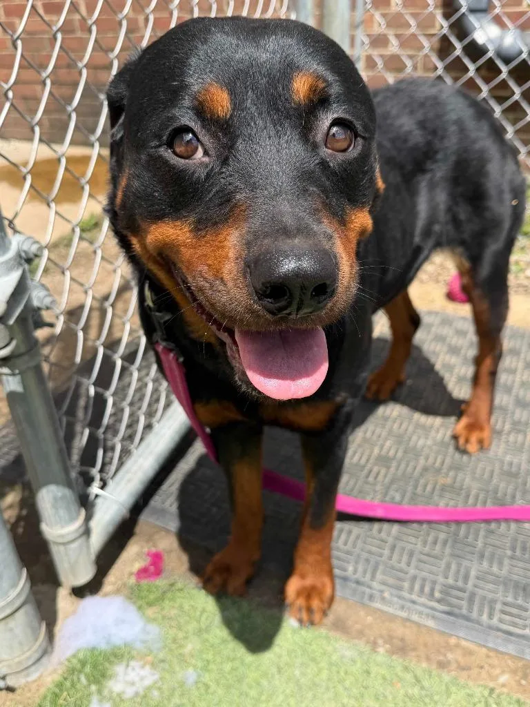 An adult large-sized female Rottweiler dog named Rowley for adoption in New Kensington, PA