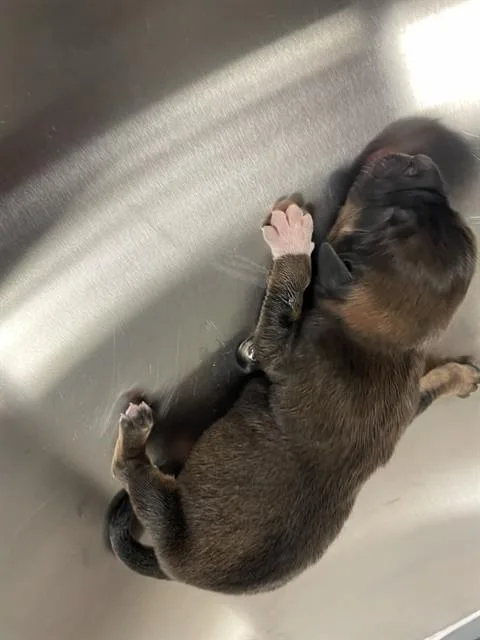 Tank