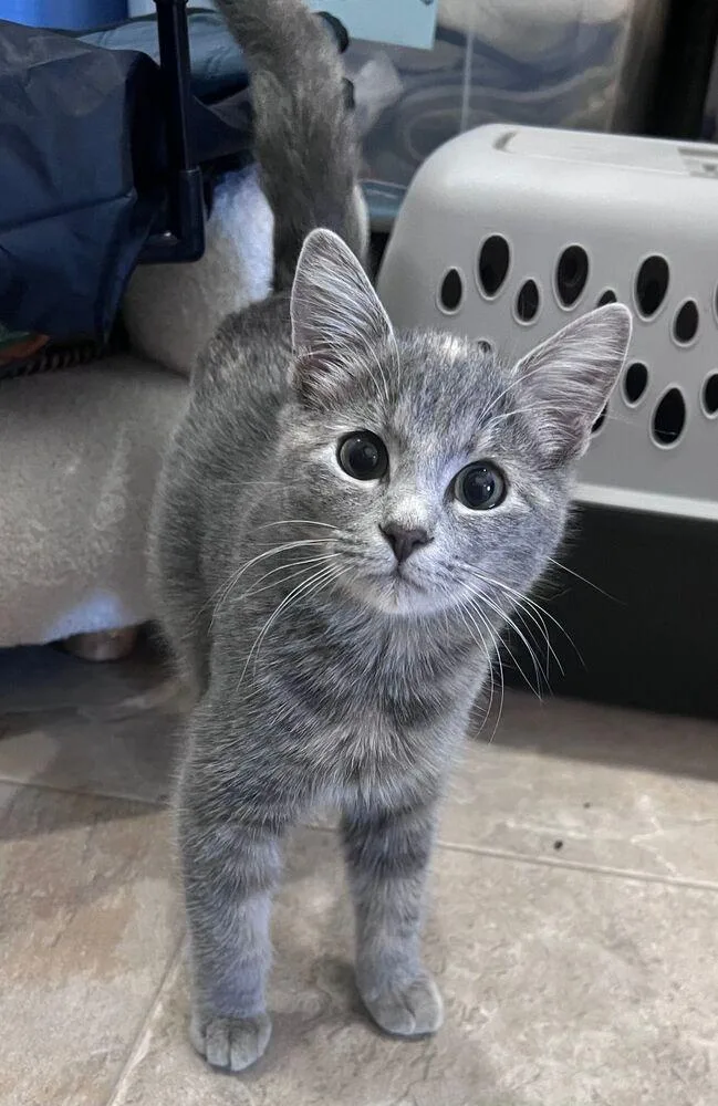 A young small-sized female Domestic Short Hair cat named Persephone for adoption in McPherson, KS