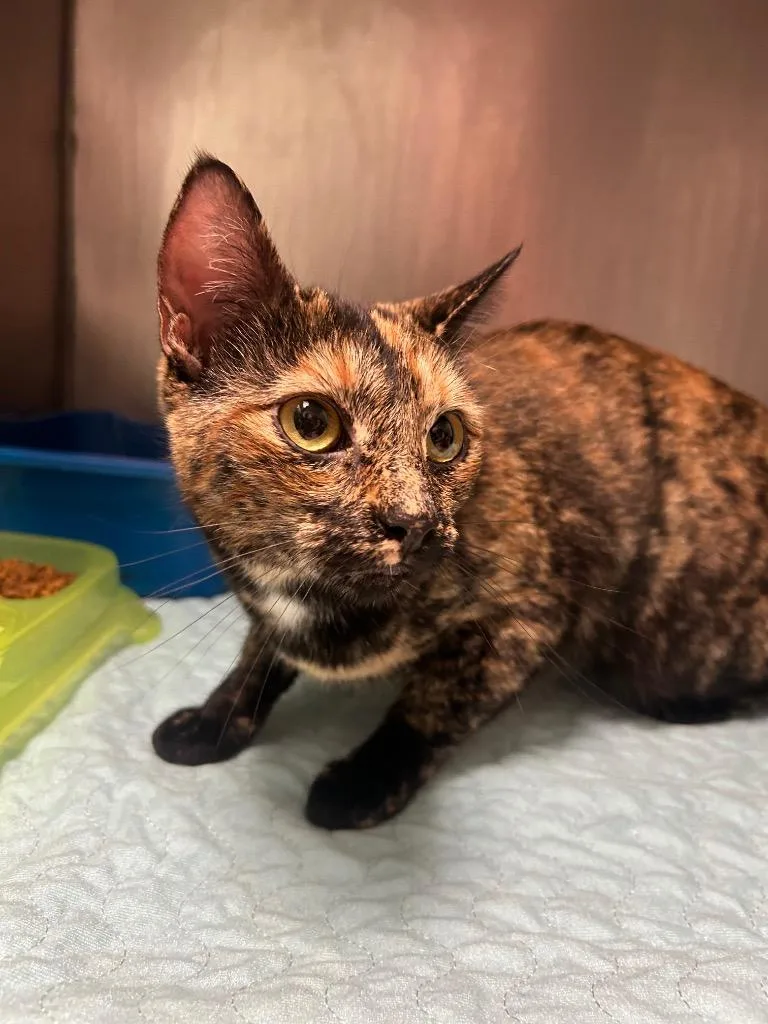 A young medium-sized female Domestic Short Hair cat named Figueroa for adoption in Morgantown, KY