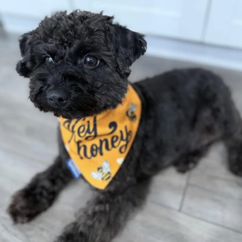 An adult small-sized male Black Miniature Poodle dog named Dodger for adoption in Normal, IL