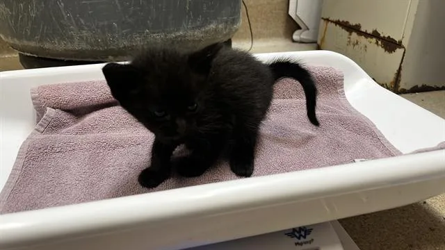 A baby small-sized male Domestic Short Hair cat named Dino for adoption in Grand Prairie, TX