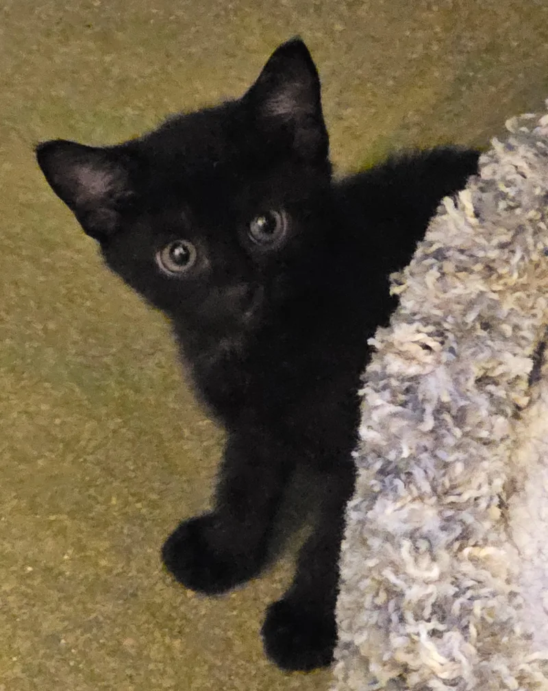 A baby medium-sized female Black Domestic Short Hair cat named Persephone for adoption in Kenhorst, PA