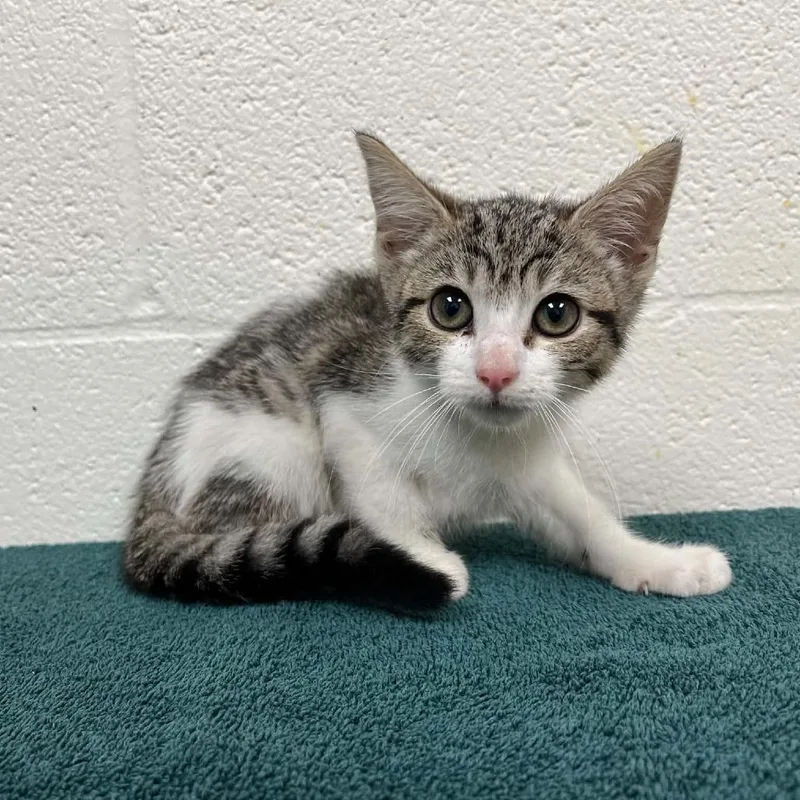 A baby medium-sized female Brown / Chocolate Domestic Short Hair cat named Darla for adoption in Verona, VA