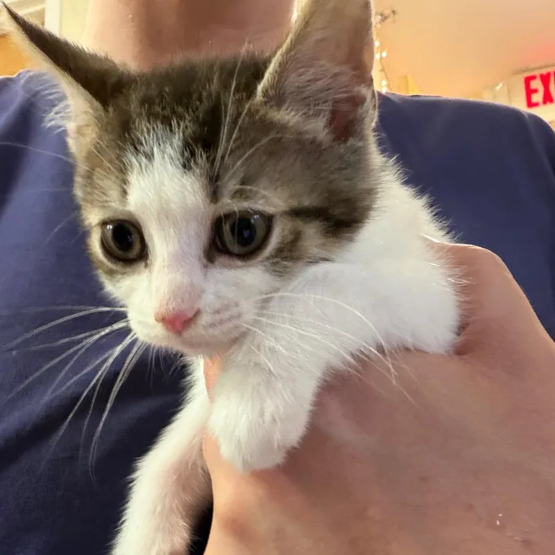 A baby small-sized male Brown / Chocolate Domestic Short Hair cat named Xander for adoption in Middlebury, VT
