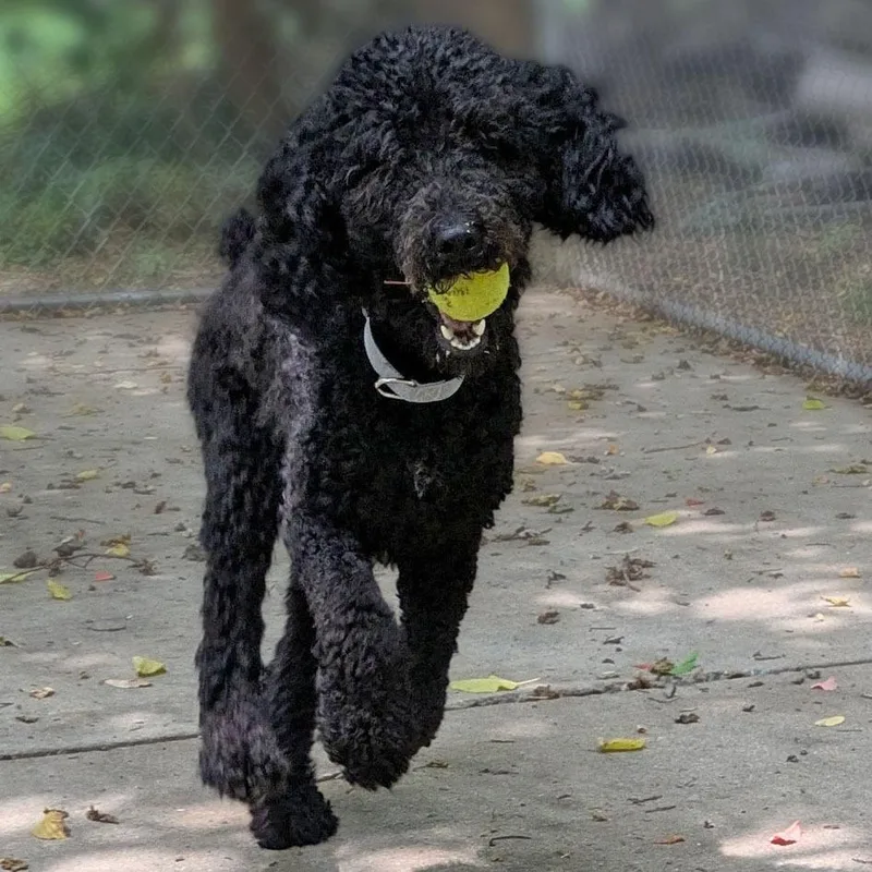 An adult medium-sized male Black Standard Poodle dog named Floyd for adoption in Charlottesville, VA