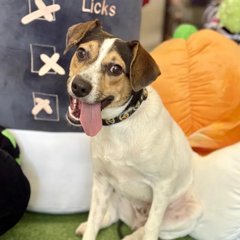 An adult small-sized male White / Cream Beagle dog named Max for adoption in Bessemer, AL