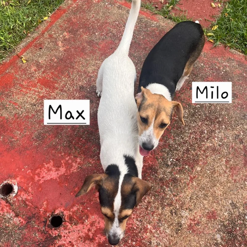 Max thumbnail 4
