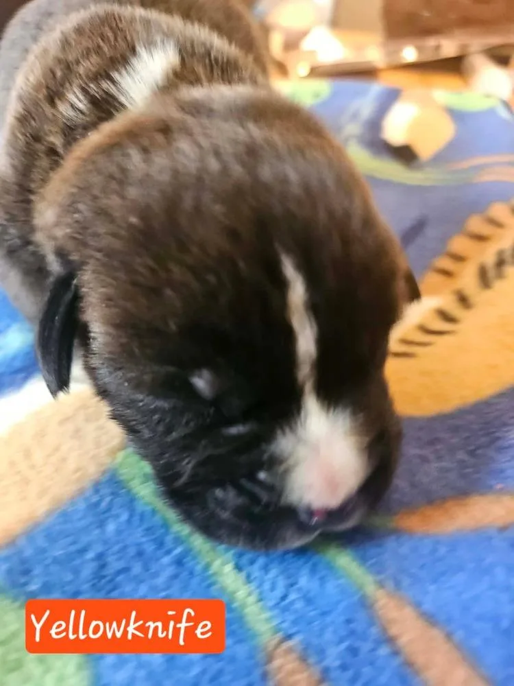 A baby large-sized male Tricolor (Brown, Black, & White) Boxer dog named Yellowknife for adoption in Poplar Grove, IL