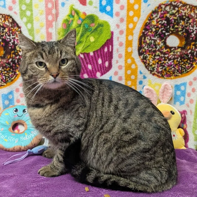 An adult medium-sized male Tabby (Brown / Chocolate) Domestic Short Hair cat named Who for adoption in Elyria, OH