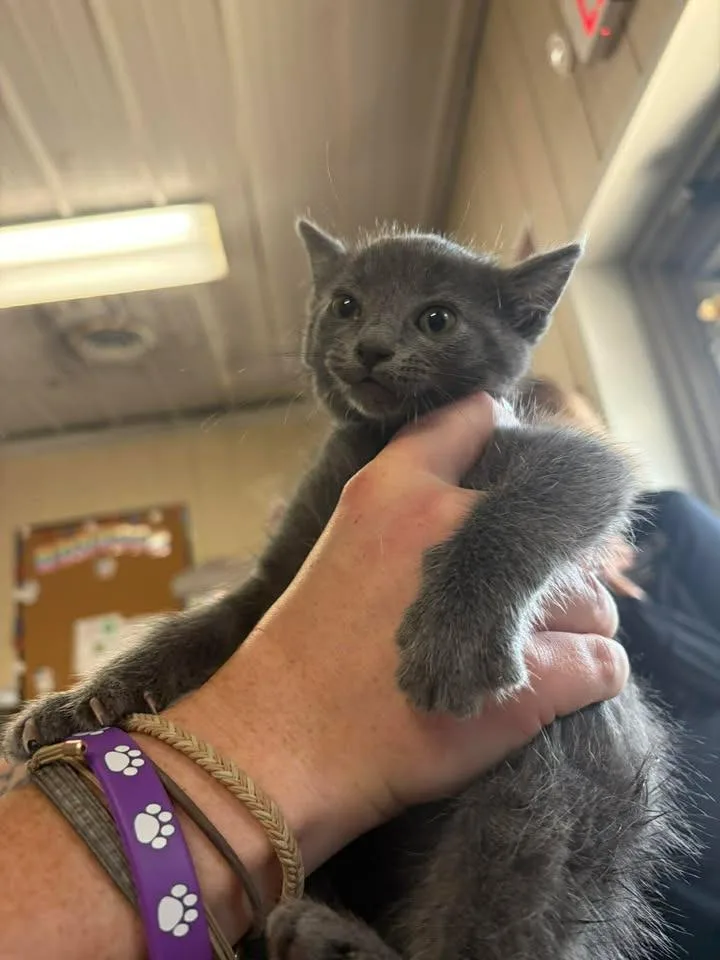 A baby small-sized female Domestic Short Hair cat named April for adoption in Greensburg, IN