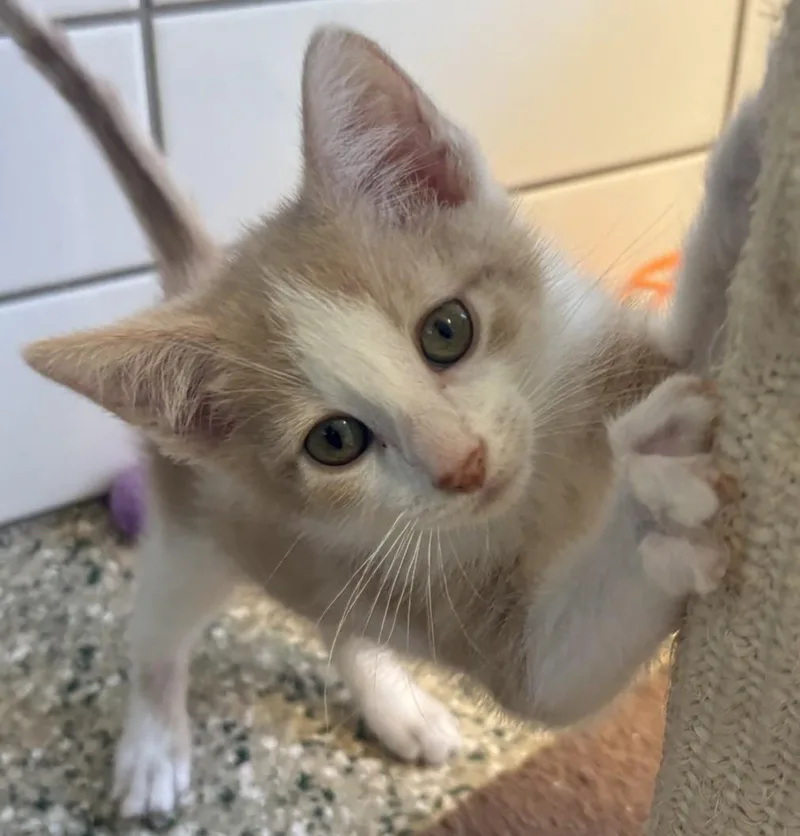 A young medium-sized male Buff & White Domestic Short Hair cat named Struedel for adoption in Cedar Rapids, IA