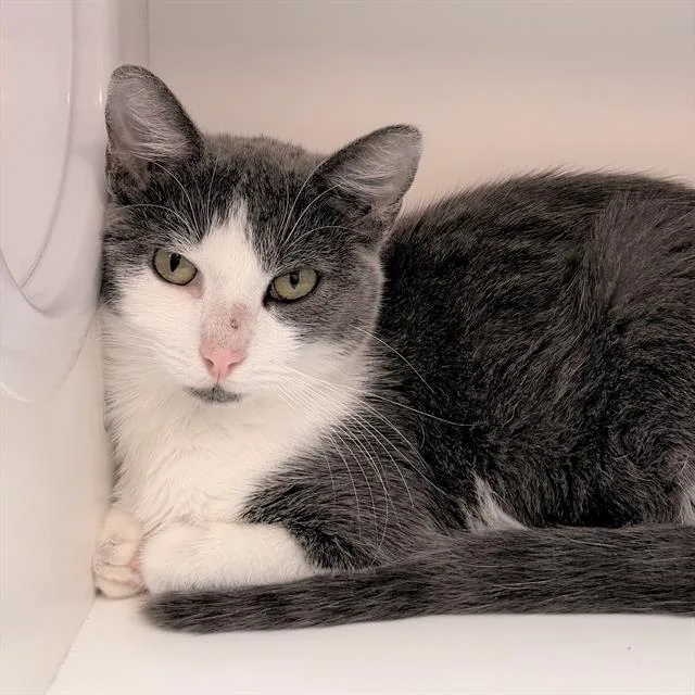 A young large-sized female Domestic Short Hair cat named Syrah for adoption in Indianapolis, IN