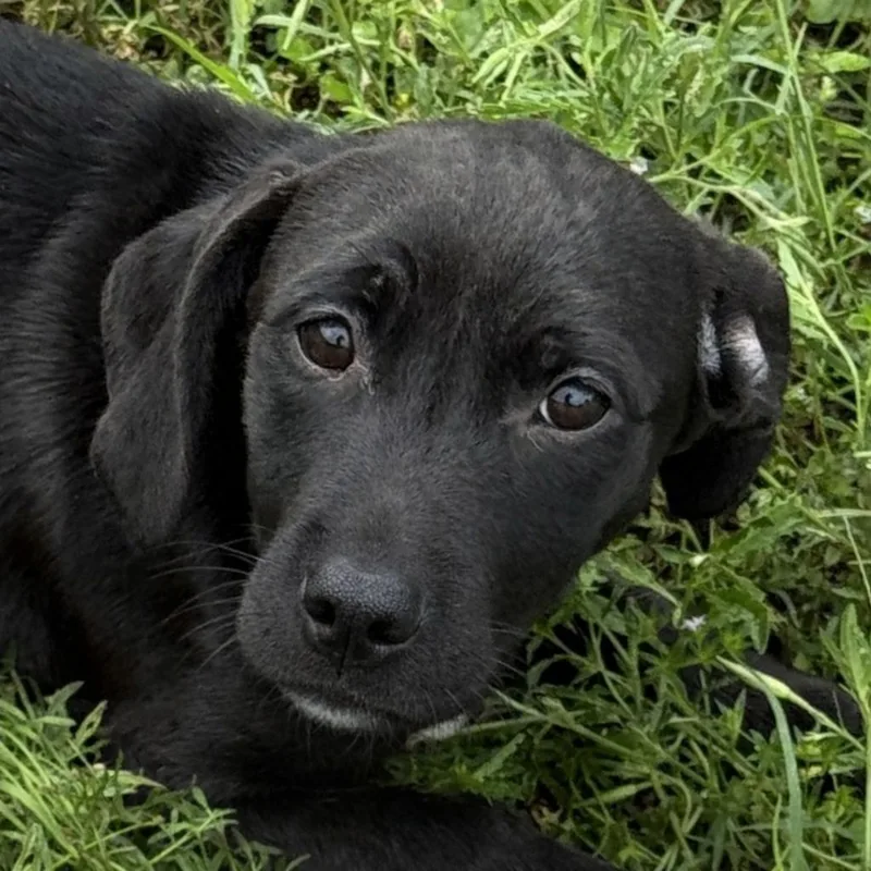 A baby medium-sized female Dachshund dog named Brandy for adoption in Brenham, TX
