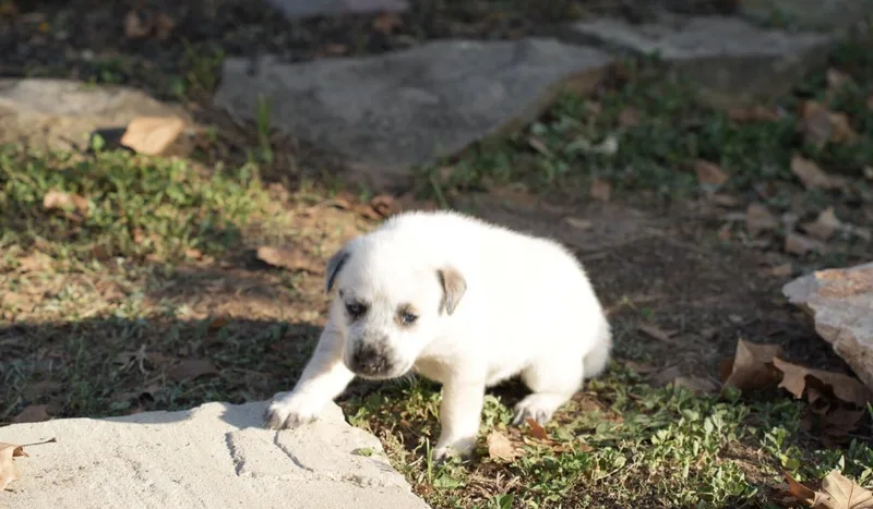 Churro thumbnail 2