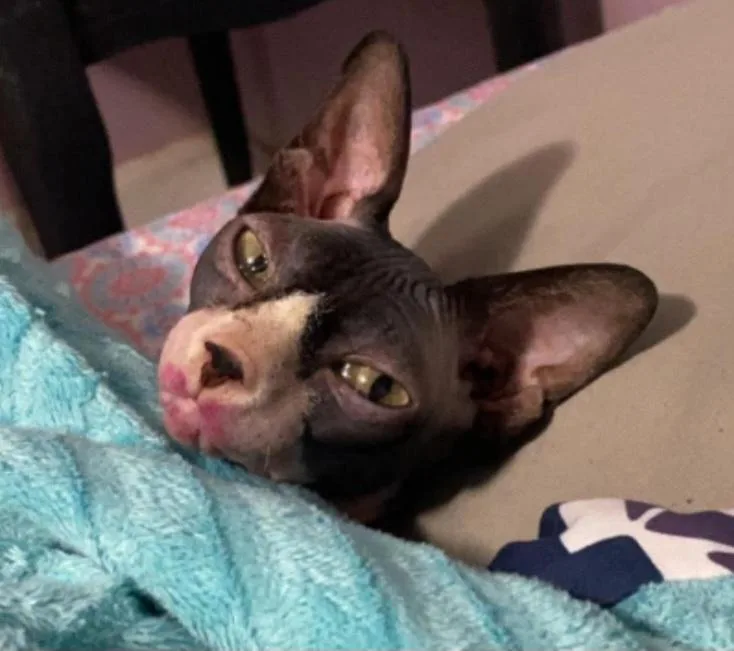 An adult medium-sized female Gray / Blue / Silver Sphynx / Hairless Cat cat named Lilith for adoption in Farmington, CT