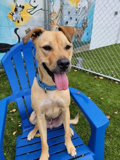 A young medium-sized male Retriever dog named Arthur for adoption in Savannah, GA