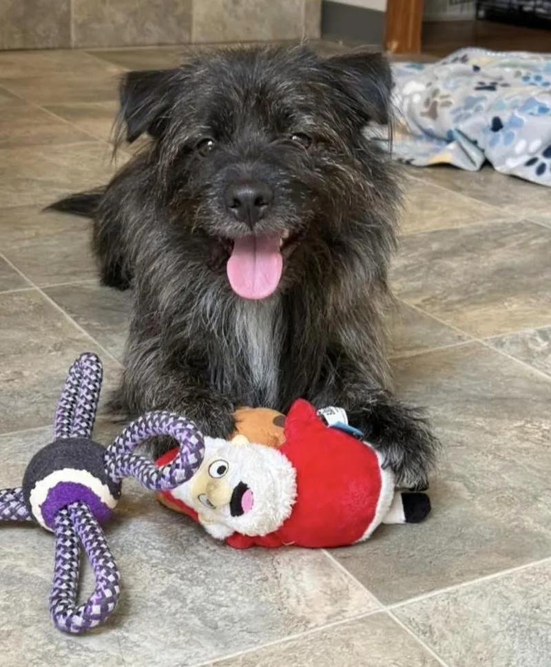 An adult small-sized male Tricolor (Brown, Black, & White) Terrier dog named Fritz for adoption in Winter Garden, FL