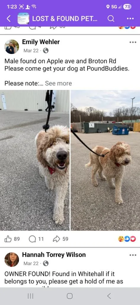 A young medium-sized female Husky dog named Oliehess for adoption in Muskegon, MI