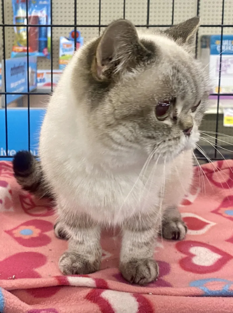 Musya