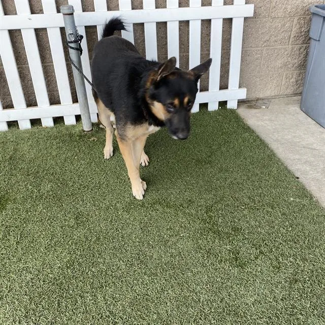 An adult large-sized male German Shepherd Dog dog named Wrangler for adoption in Modesto, CA