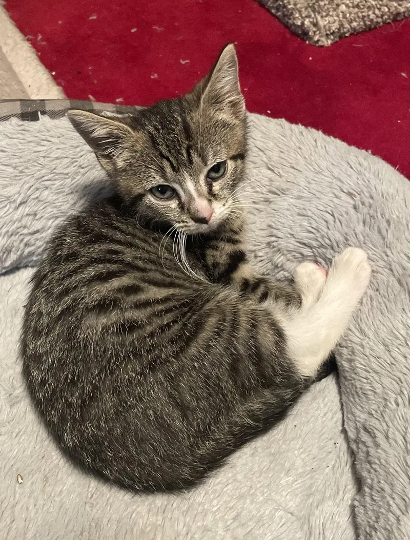 A baby medium-sized male Domestic Short Hair cat named Scrapper for adoption in Trenton, NJ