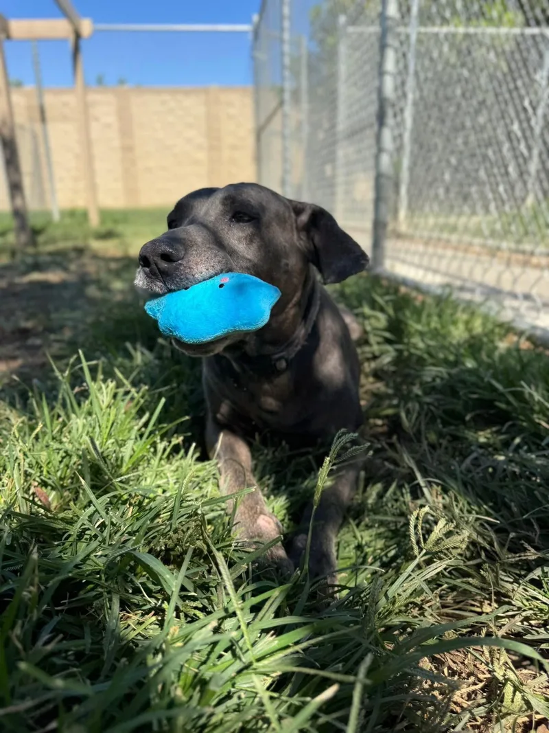 Jax Black thumbnail 4