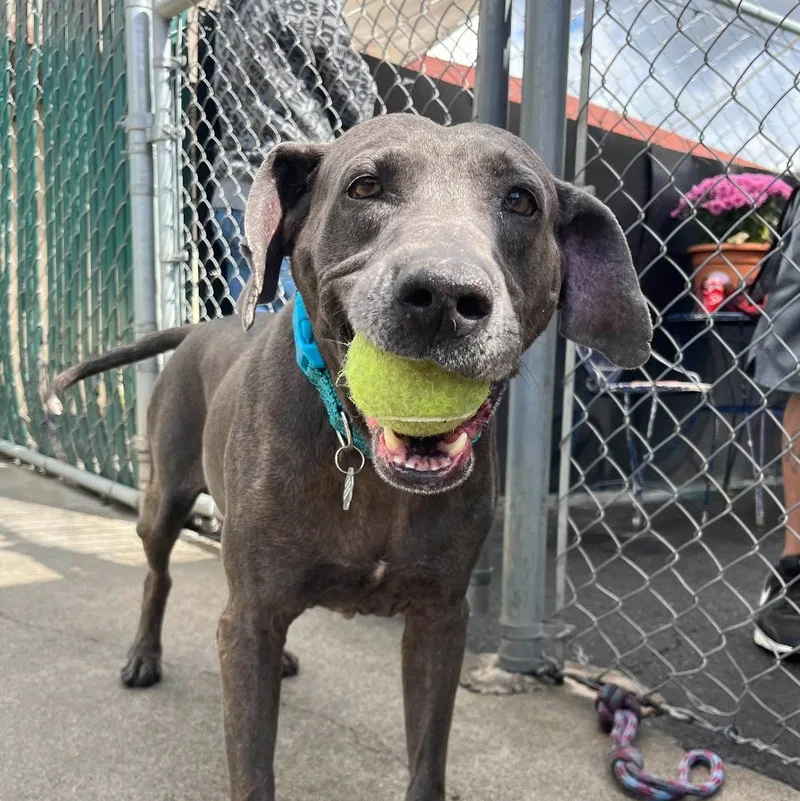 Jax Black thumbnail 5