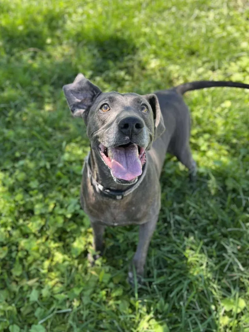 Jax Black thumbnail 6