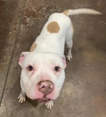 An adult large-sized male Mixed Breed dog named Able for adoption in Cincinnati, OH
