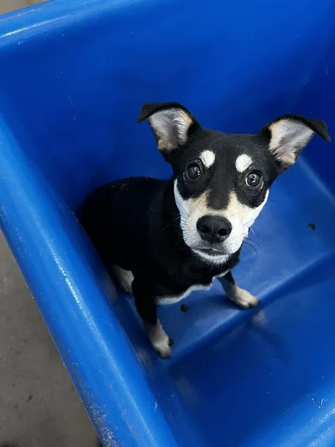 A young medium-sized female Mixed Breed dog named Nala for adoption in Dallas, TX