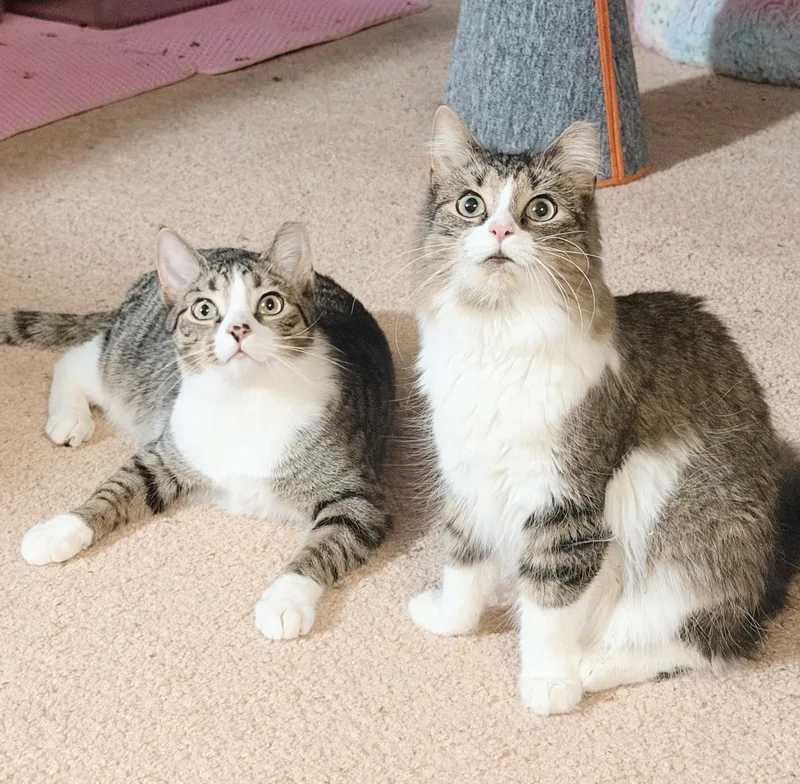 Sebastian thumbnail 4