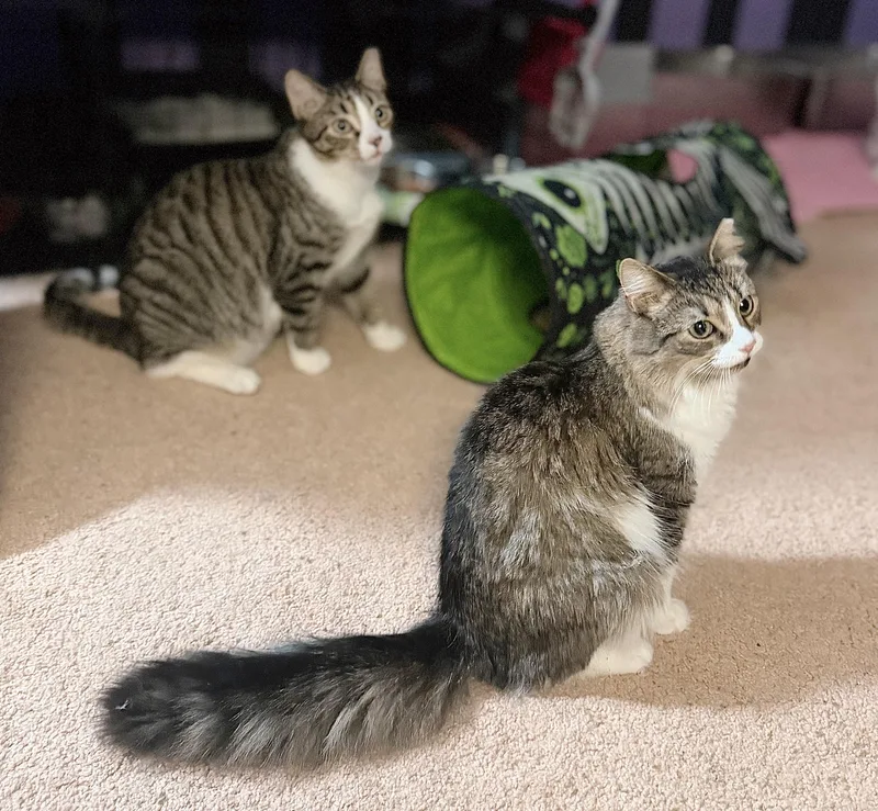 Sebastian thumbnail 5